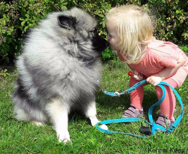 Kennel Kees Kennel Kees