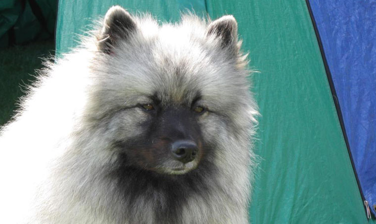 Kennel Kees Kennel Kees