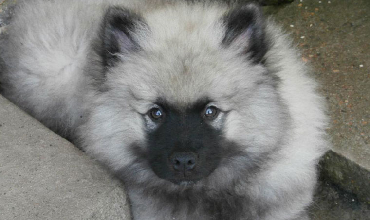 Kennel Kees Kennel Kees