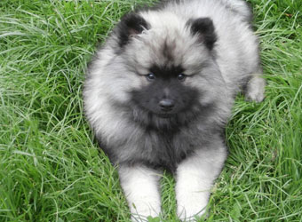 Kennel Kees hvalpe