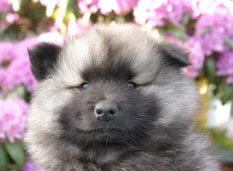 Kennel Kees hvalpe