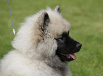 Kennel Kees hvalpe