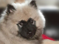 Kennel Kees hvalp icon