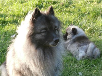 Kennel Kees hvalp icon