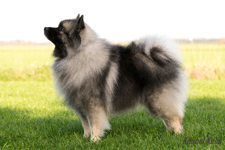Odin