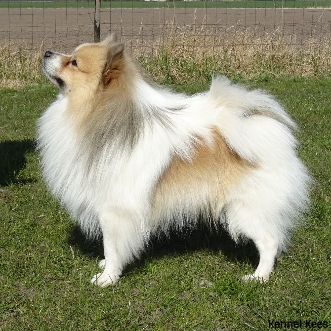 Odin